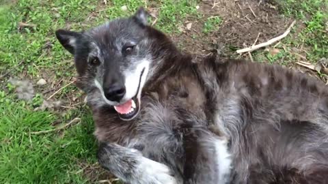 A very happy wolf