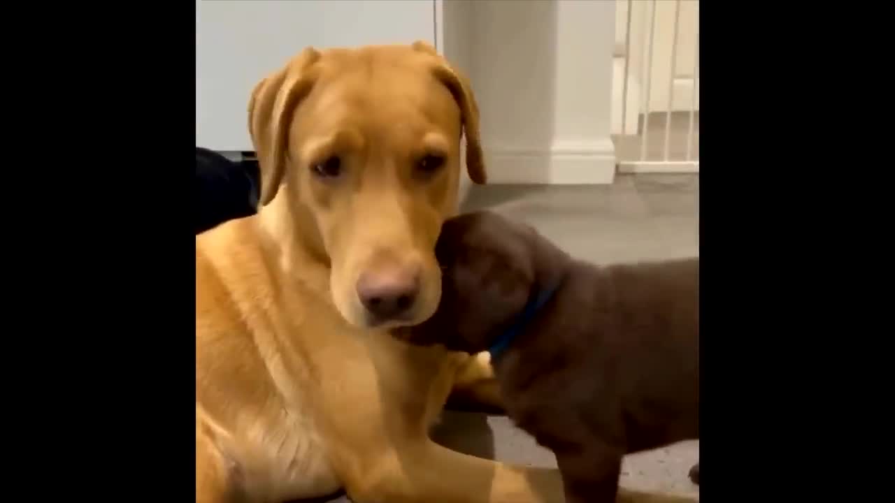 Labrador Compilation - Cute and Funny