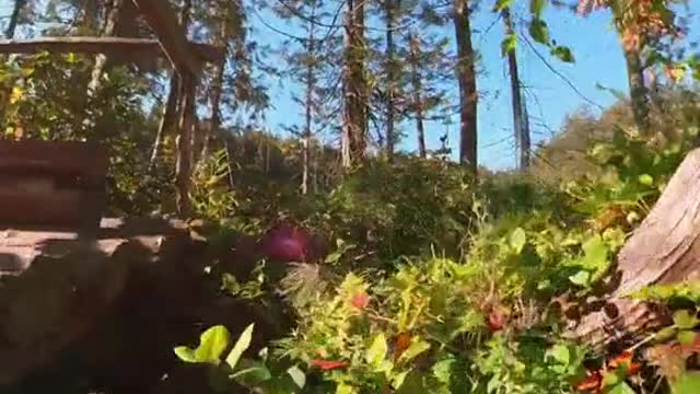 Anacortes Community Forest Land - Lots of numbered trails here