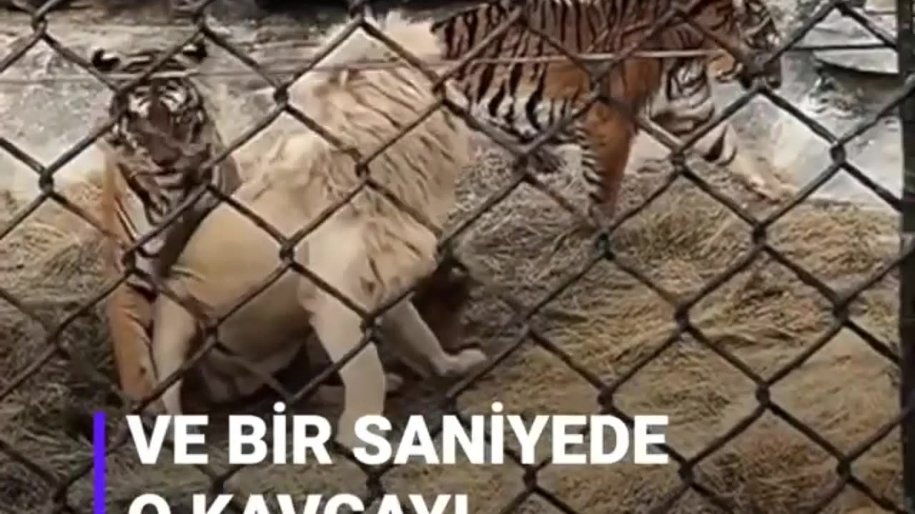 A little boy breaks up a lion fight