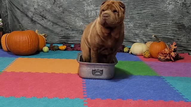 Aurora & Tindrah ITDC Task 3 November 2022