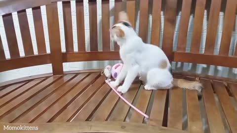 Find a cute kitten and play with it #3🥰 #momokittens #cat #kittens #animals(1)