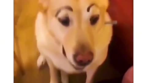 Funny dog compilation 🤣🤣