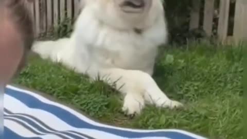 Funniest Dogs
