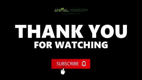 Cute Dogs and Puppies | Smart Dogs Video Compilation