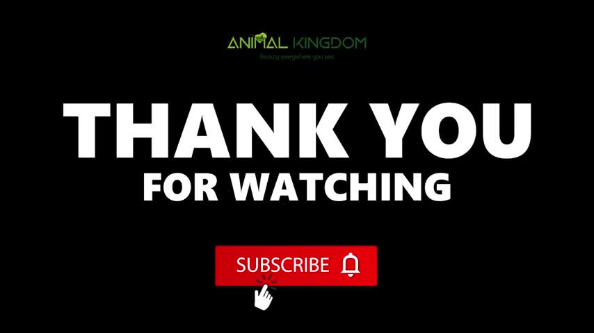 Cute Dogs and Puppies | Smart Dogs Video Compilation
