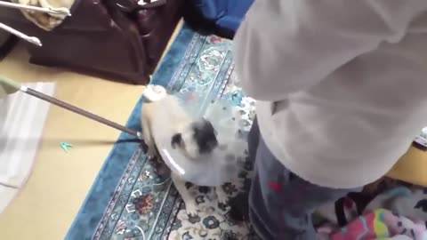 TOP 10 dog barking videos compilation 2024 ♥ Dog barking sound - Funny dogs