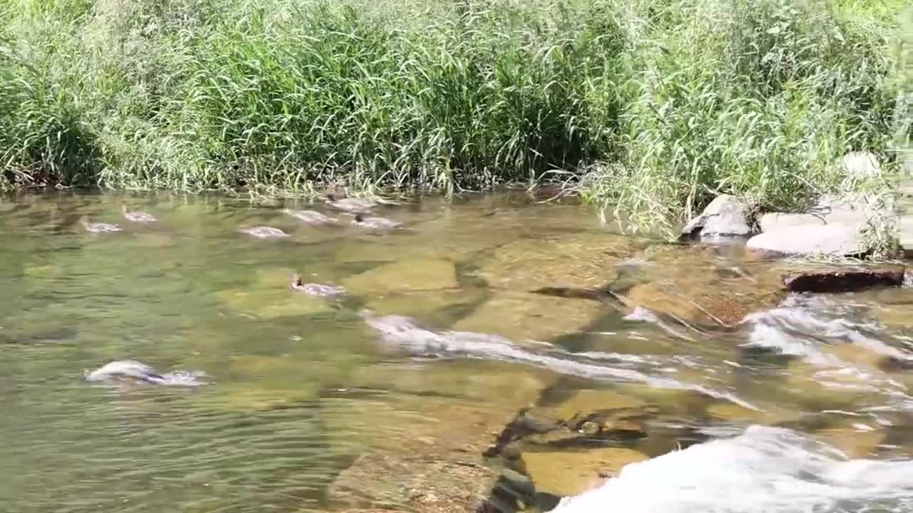 Entenküken mit Turbo durch die Dreisam - Gänsesäger bei Freiburg