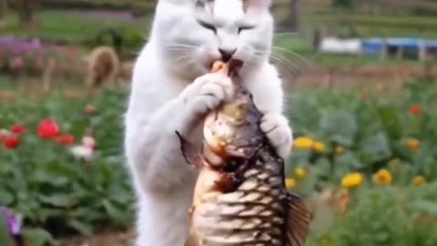 Cat Cook A Fish