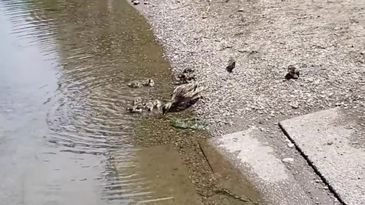 To be a duckling for a day.