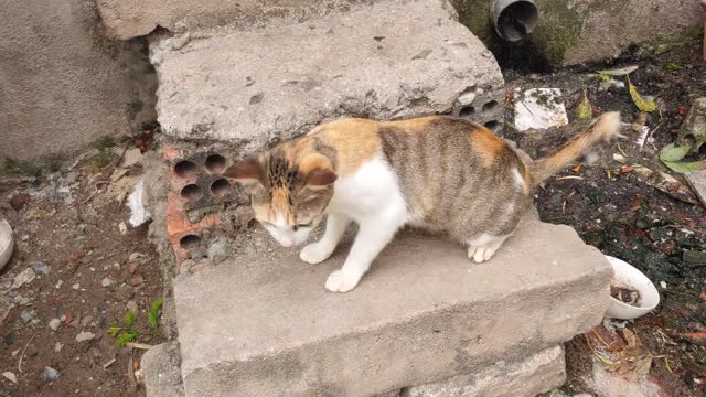 4 Cats Eating Lunch Together Peacefully - They are so cute Viral Cat