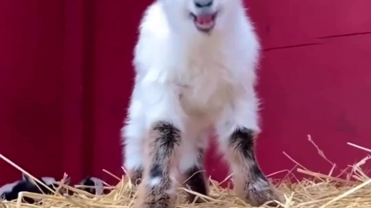 Goat life chill and play / baby goat