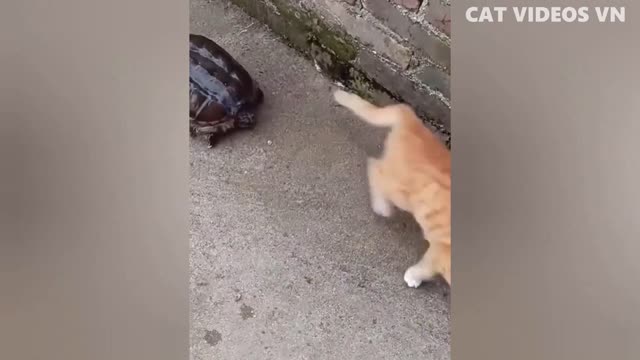 Animal lover must love this video!!