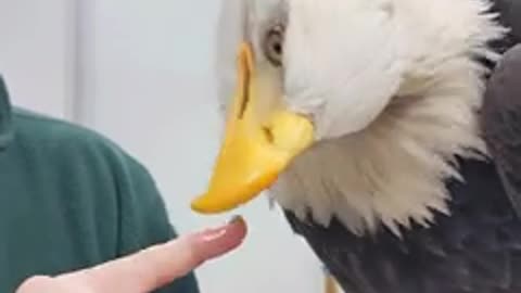 Spirit s gentle beak Skills (Bald Eagle) 🦅🦅