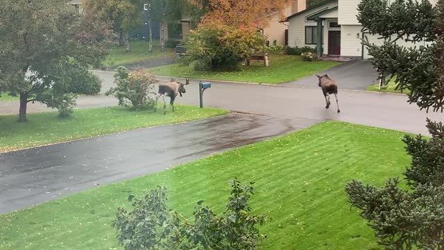 Moose Chase in the Cul-de-Sac