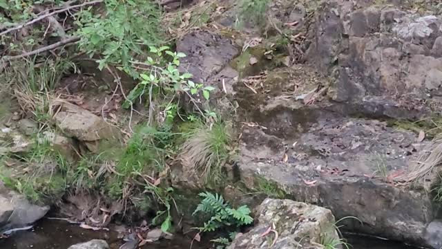Deep in the bush