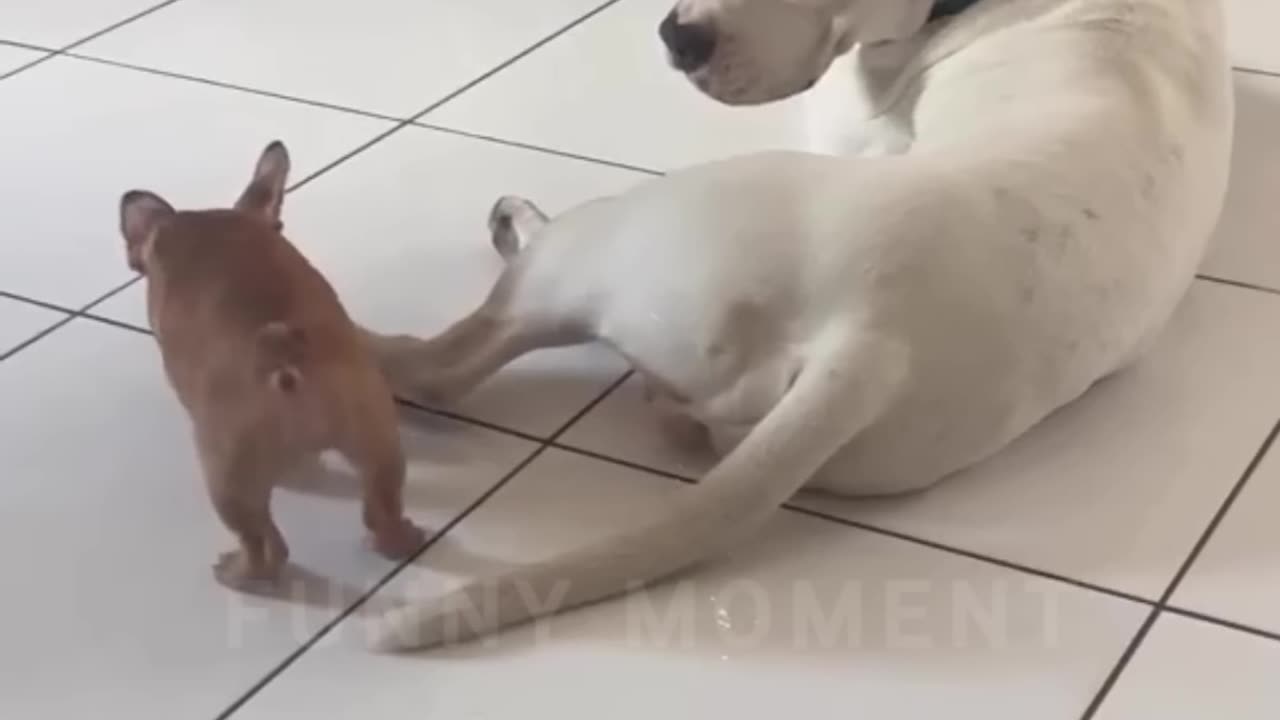 Funny_Animals_Part-_319__ Funny_Dogs___Funny_Cats_
