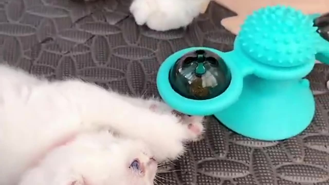 Cute cat video