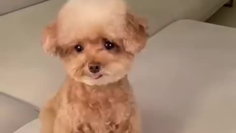 "Pawsitively Funny: Unleash the Laughter with these Dogs!"