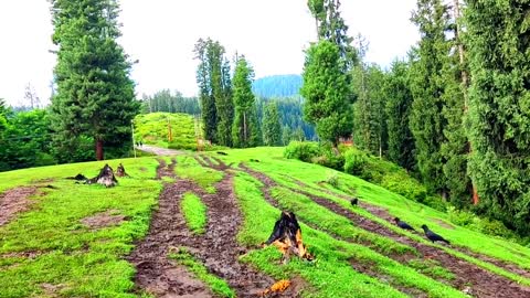 Jammu and Kashmir view by road