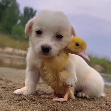 Dog have unblieveable friends