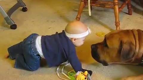 baby and the boerboel