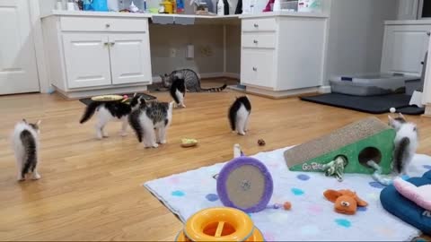 funny little kittens
