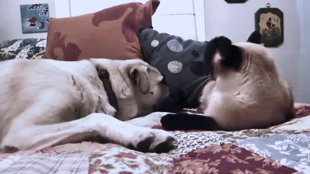 Cat boxing dog. Who wins_