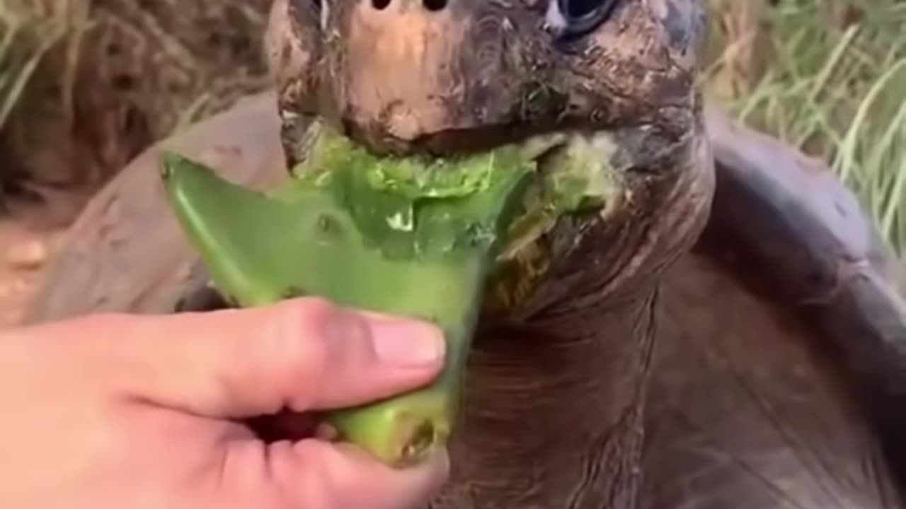 Best Funny Animal Videos of the year (2023), funniest animals ever. relax with cute animals video