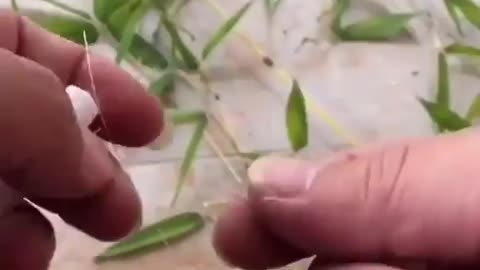 This is a beautiful and charming water-dwelling species