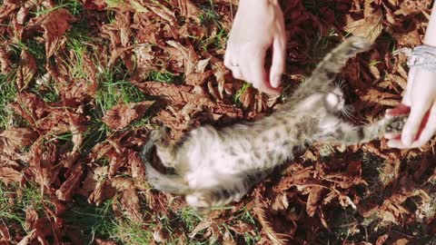 Female hands stroked a kitten in the park in autumn. Top view, slow motion