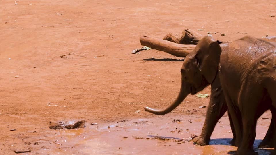 Little entertainment with elephants