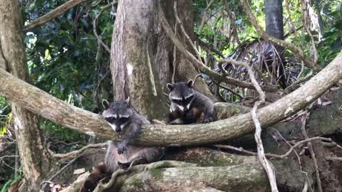 Cute baby raccoon