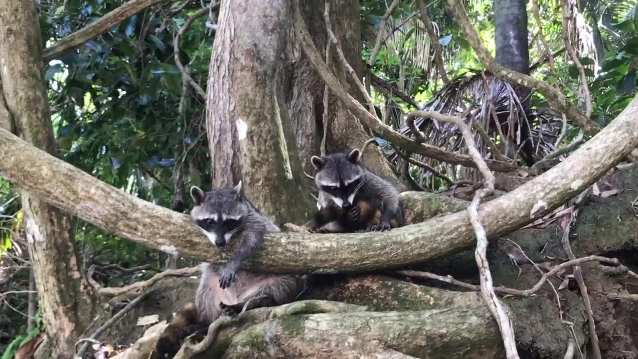 Cute baby raccoon