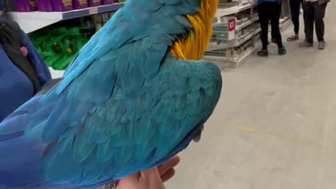 Why are you going in a department store with a parrot