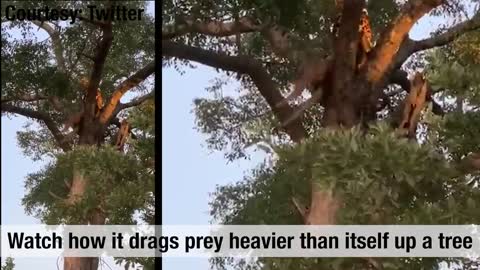 amazing leopard crawl on trees