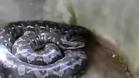 the snake bath