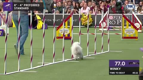 Watch 5 of the best WKC Dog Show moments to celebrate National Puppy Day FOX SPORTS