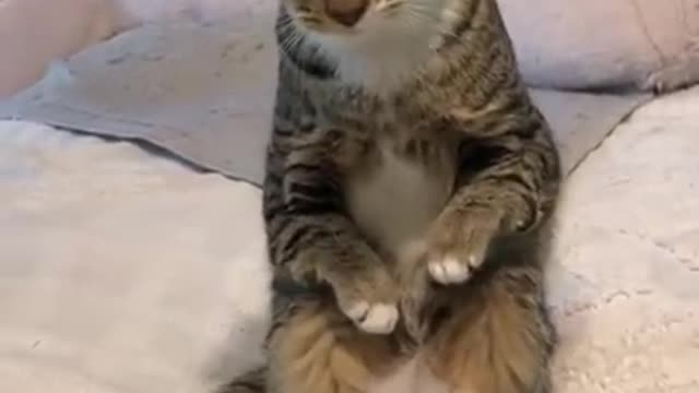 lovely animals to watch when your stressed