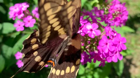 Beautiful butterfly 🌺