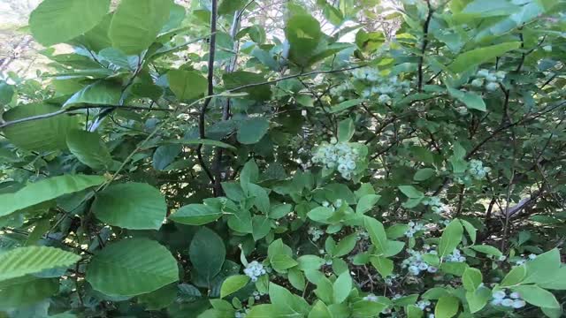 Blueberry Bush