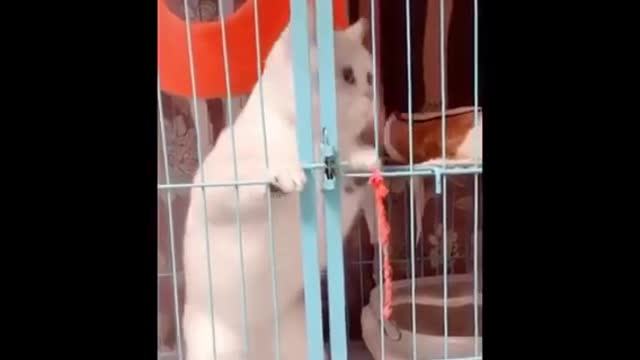 Funniest Animals Best of 2021 Funny animal videos #4