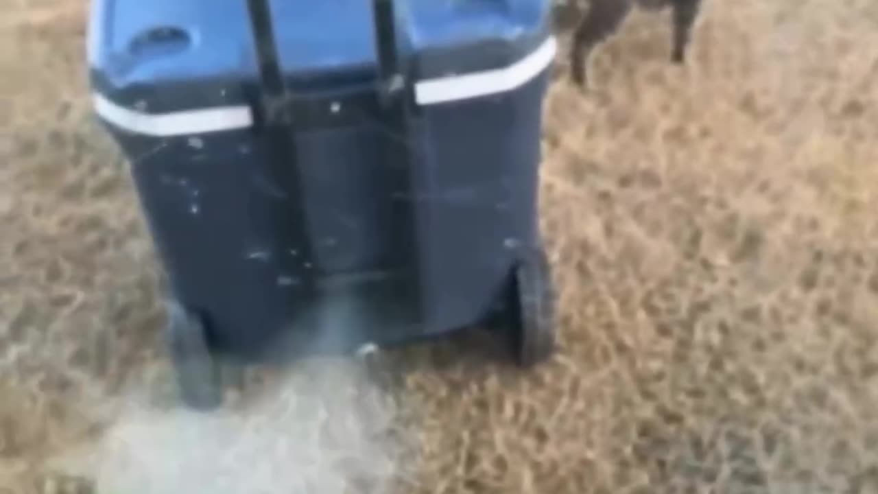 funny cat