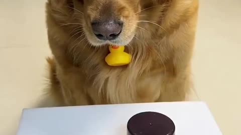#dog