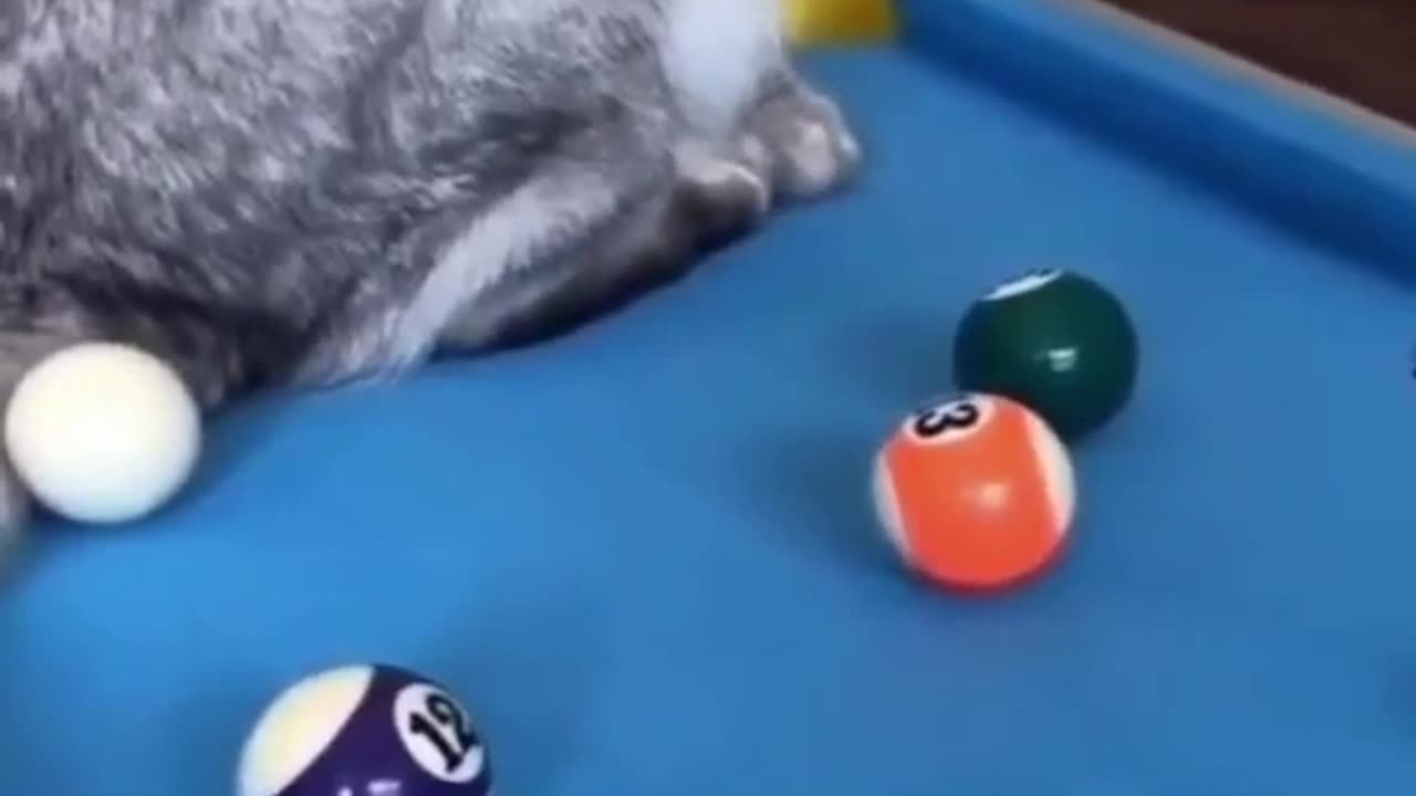 cute and funny cat-2023 funny cat moment