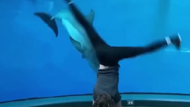 DOLPHIN CARTWHEELSWITH WOMAN AT THE ZOO