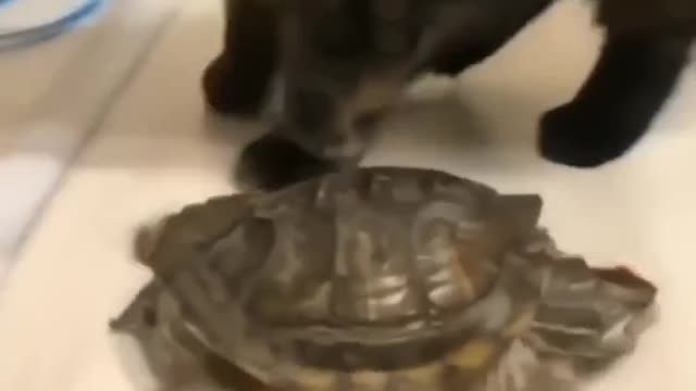 Cat and turtle conflict