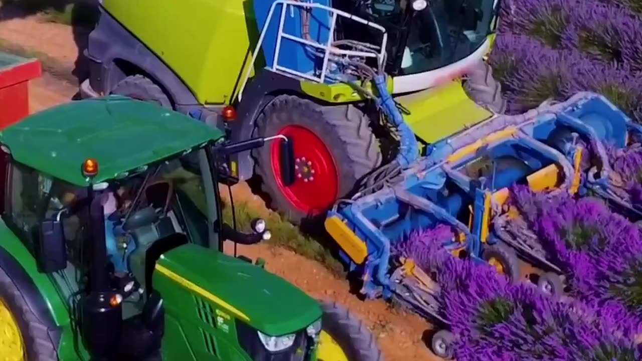 Lavender harvesting