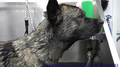 Killer American Akita has a love affair with the blow dryer