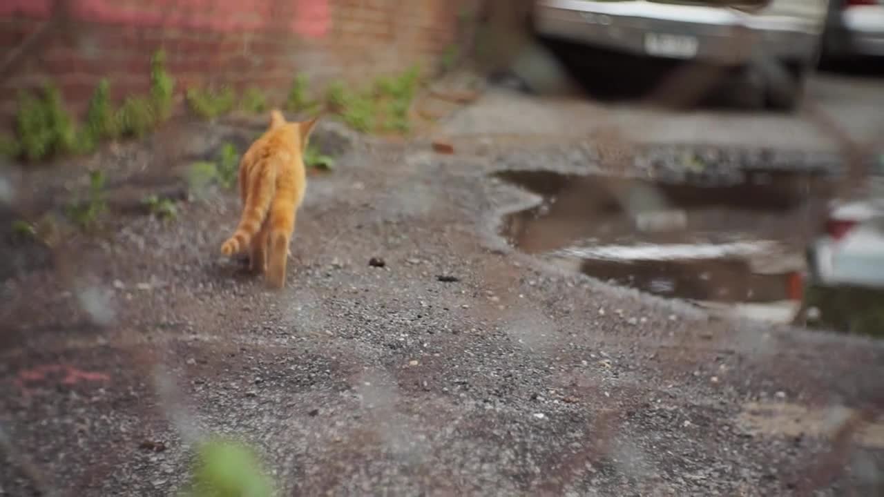 Handheld Street Cat